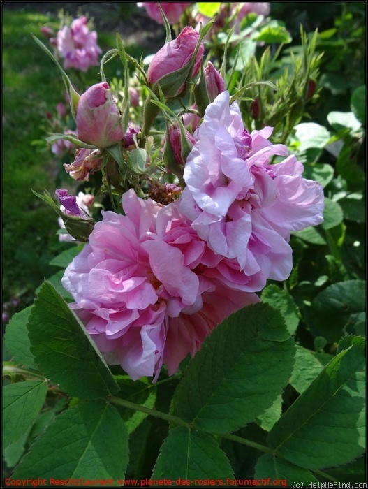 'Rose de Puteaux' rose photo