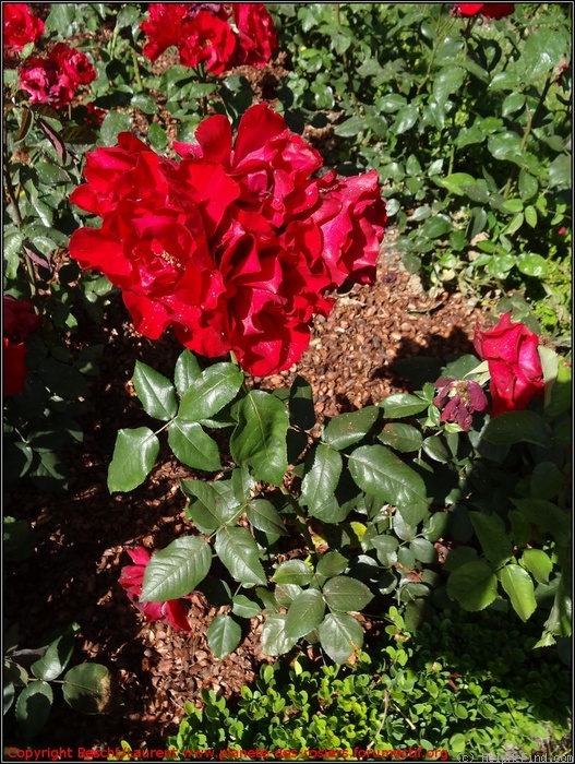 'Mathias Meilland ®' rose photo