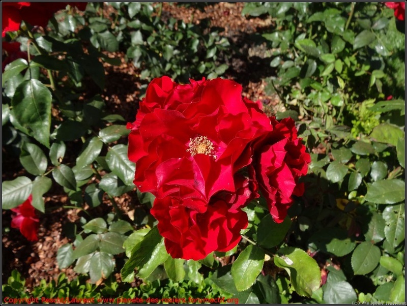 'Mathias Meilland ®' rose photo