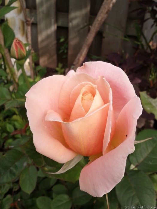 'Nantucket' rose photo