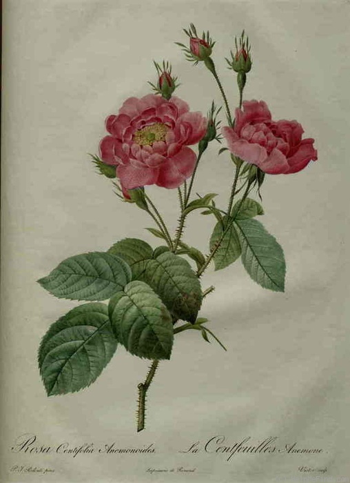 '<i>Rosa centifolia anemonoides</i>' rose photo