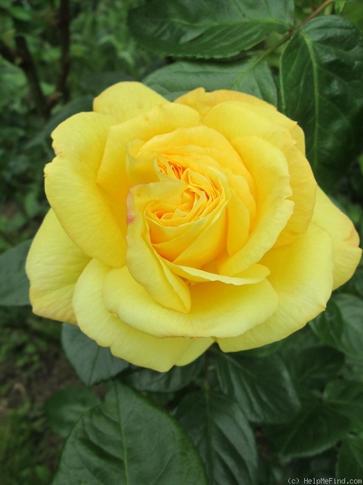 'Arthur Bell (Floribunda, McGredy, 1959)' rose photo