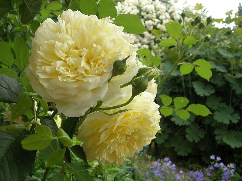 'The Pilgrim ®' rose photo