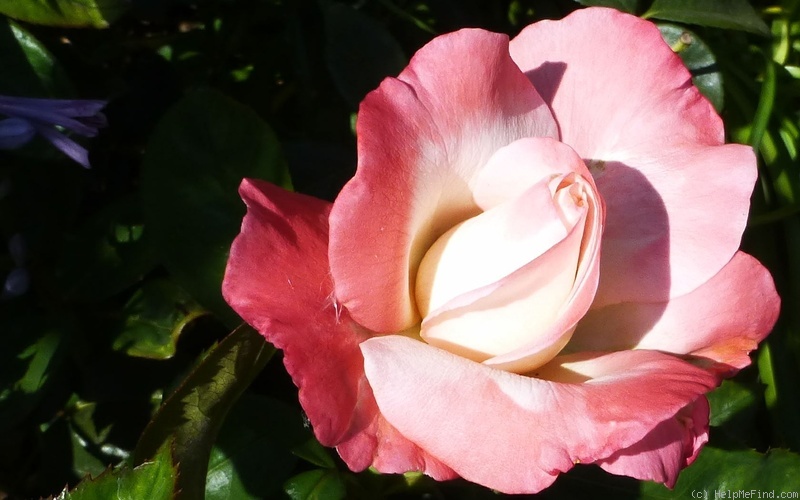 'Crescendo (hybrid tea, Zary 2010)' rose photo