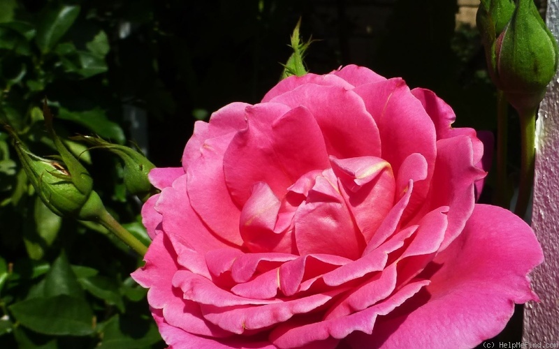 'Descanso Pillar' rose photo