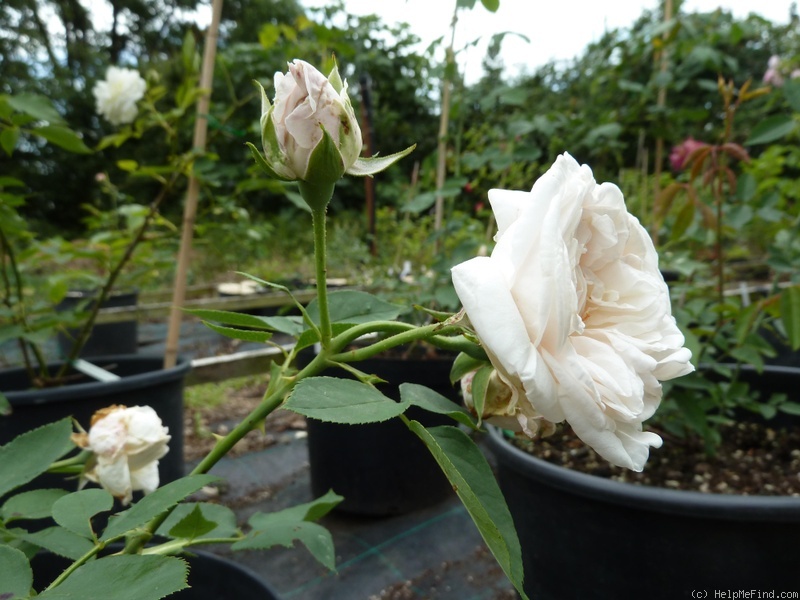 'Étendard de Jeanne d'Arc' rose photo