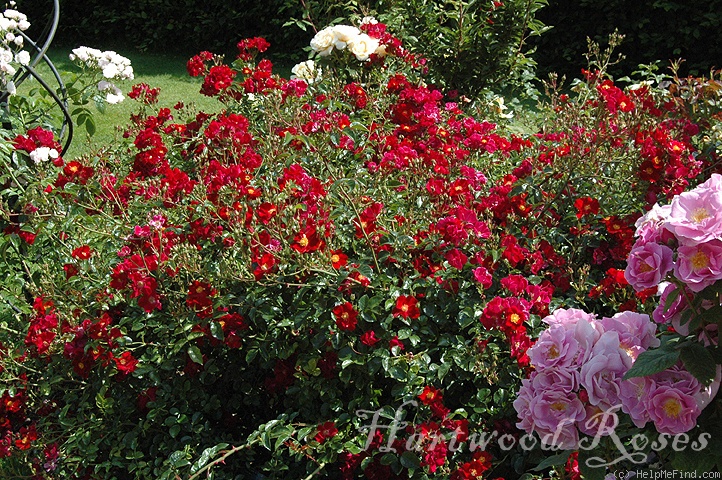 'Flower Carpet Red Velvet' rose photo