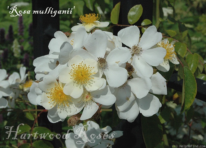 'R. mulliganii' rose photo