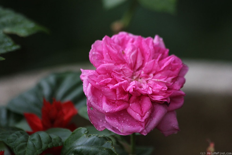 'Leveson Gower' rose photo