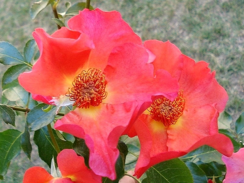 'Pierre Dittière ®' rose photo