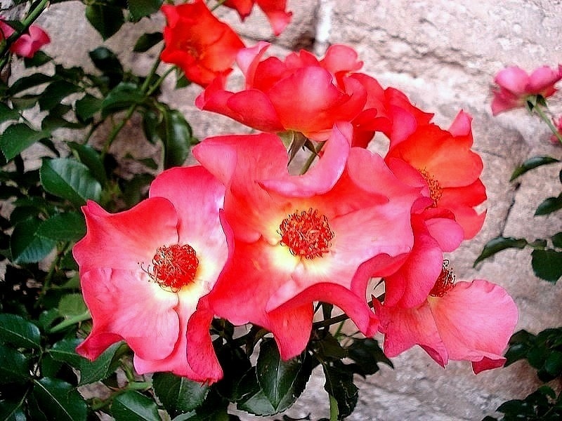 'Pierre Dittière ®' rose photo