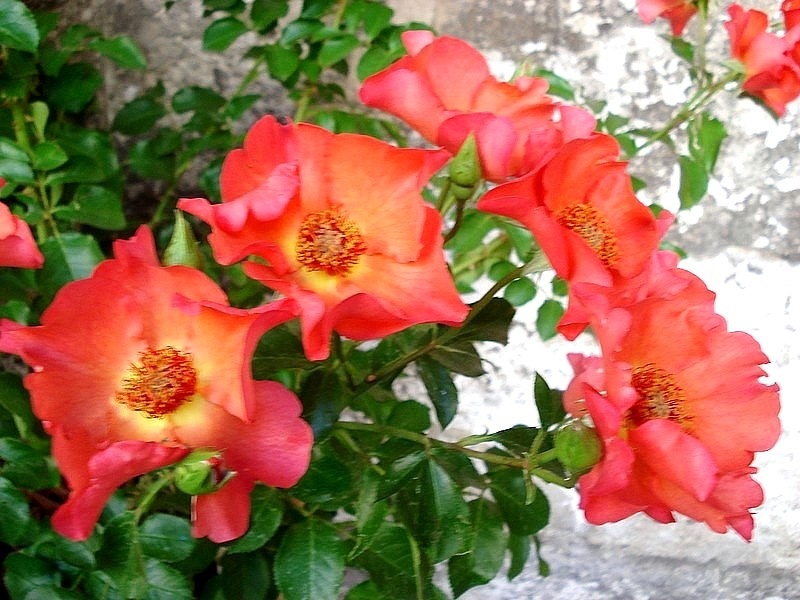 'Pierre Dittière ®' rose photo