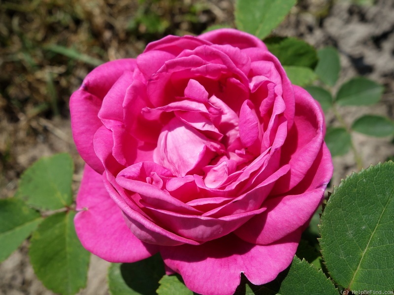 'Vicomtesse de Vezins' rose photo