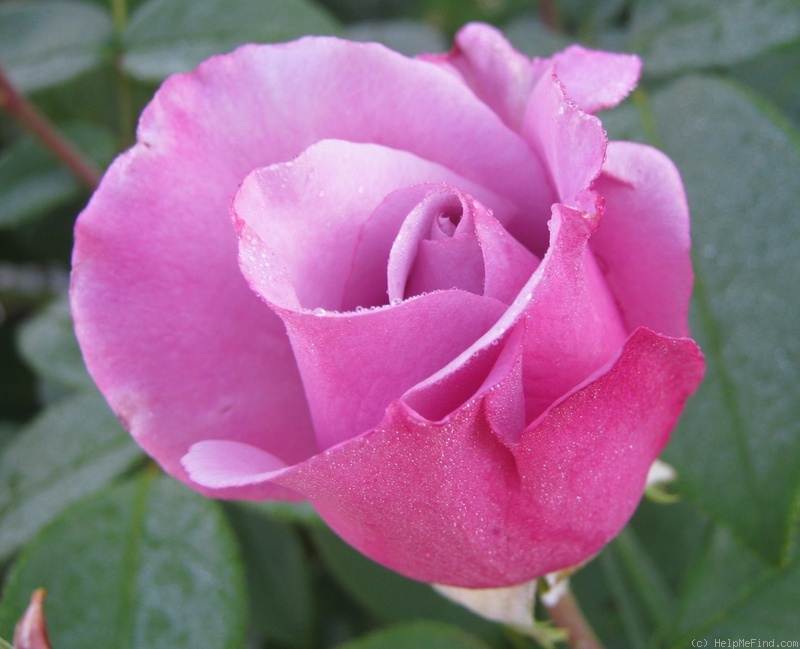 'Blauer Engel' rose photo