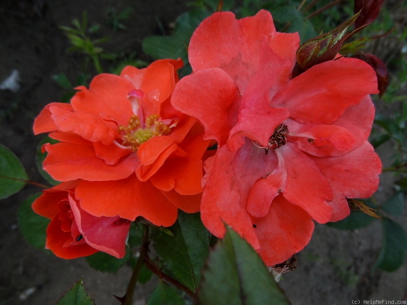 'Feuerwerk ®' rose photo