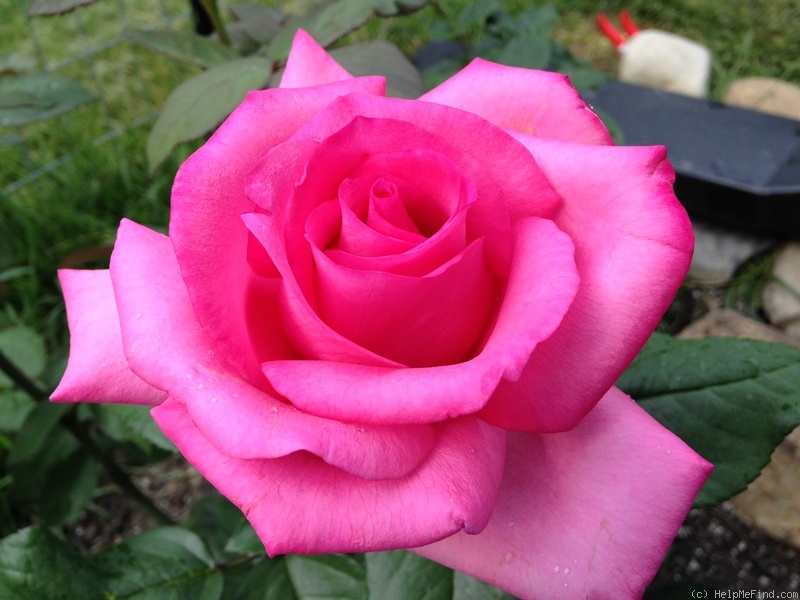 'The Wright Brothers' rose photo