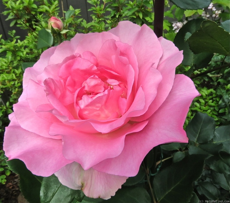 'Beverly ®' rose photo