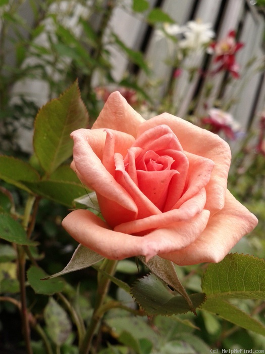 'Loving Touch ™' rose photo