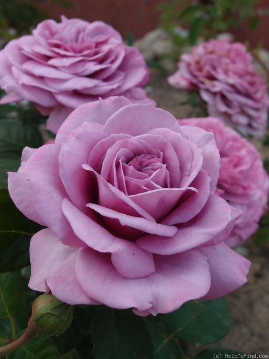 'Lavender Ice ®' rose photo
