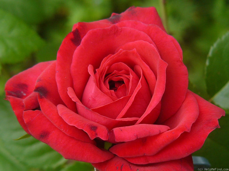 'Pinot Noir' rose photo