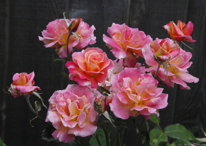 'Granada (hybrid tea, Lindquist, 1963)' rose photo