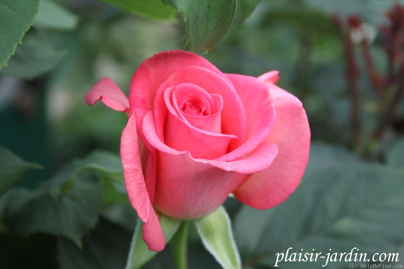 'Zoé Félix ®' rose photo