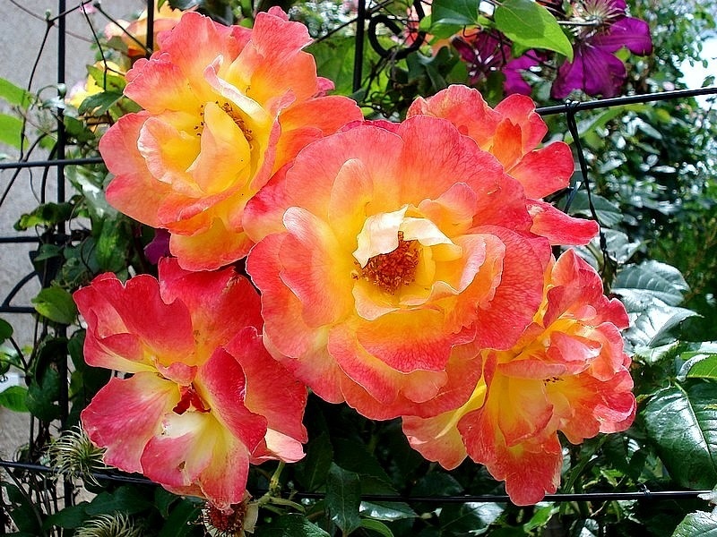 'Night Light ® (climber, Olesen, 1985)' rose photo