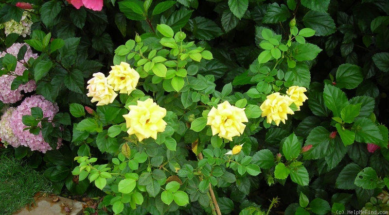 'Shockwave™ (Floribunda, Carruth 2006)' rose photo