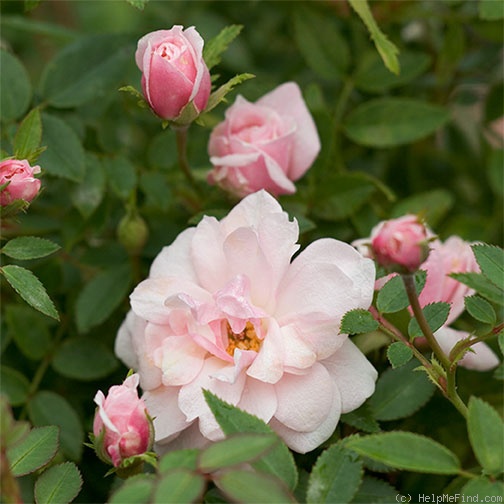 'Perla Rosa' rose photo