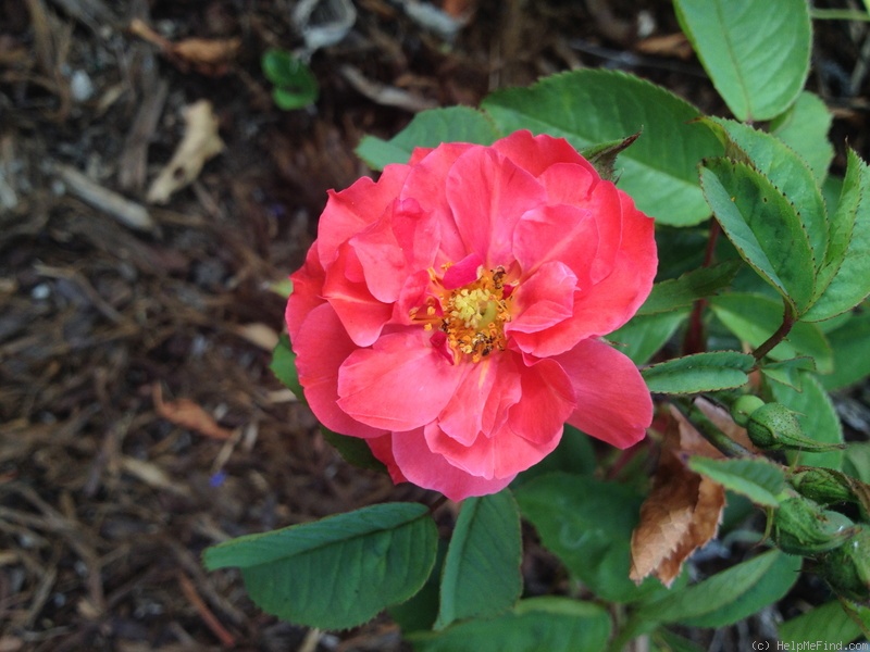 'Dragon's Blood' rose photo