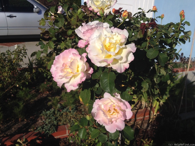 'Orchard's Pride' rose photo