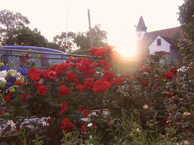 'Grimpant La Sevillana' rose photo