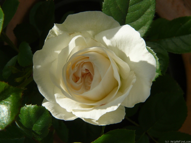'Meringa' rose photo