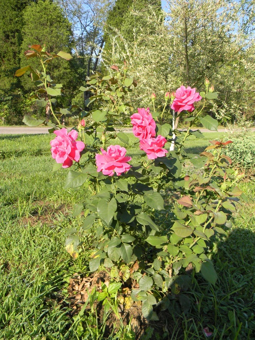 'Grande Dame' rose photo