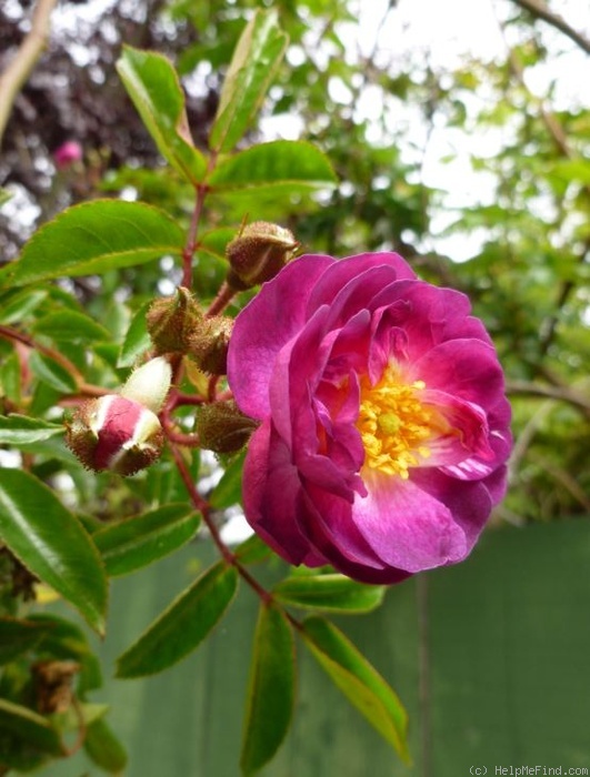 'Ixl' rose photo
