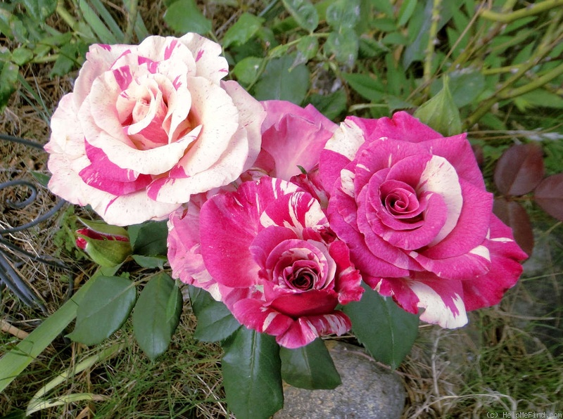 'Roedean' rose photo