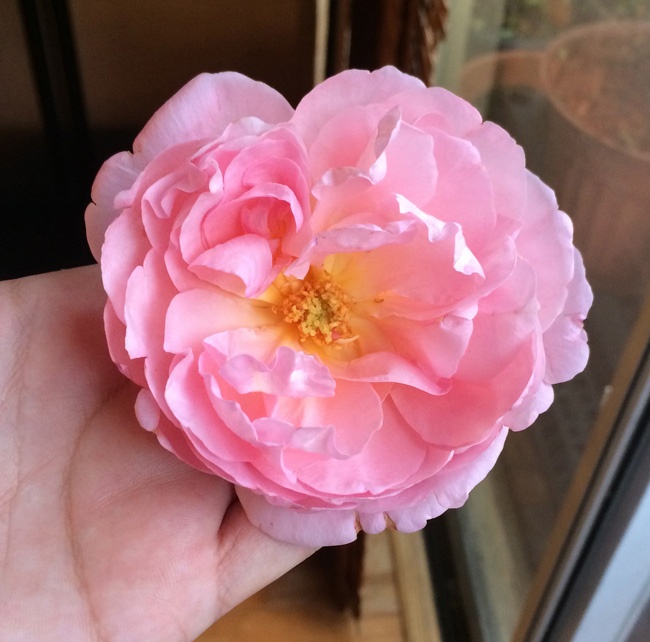 'Dames de Chenonceau ®' rose photo