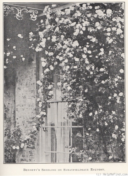 'Bennett's Seedling' rose photo