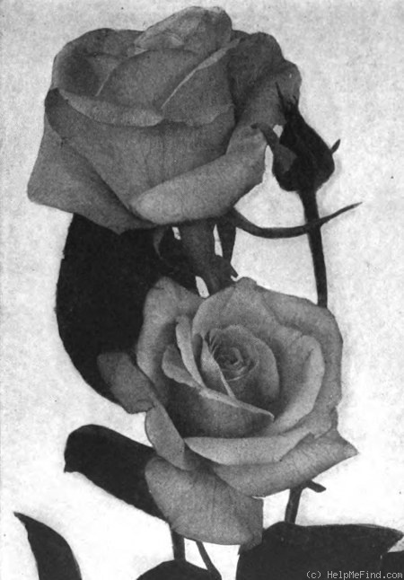 'Ophelia Supreme' rose photo