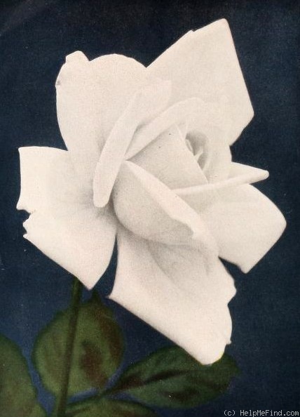 'Caledonia (hybrid tea, Dobbie, 1928)' rose photo