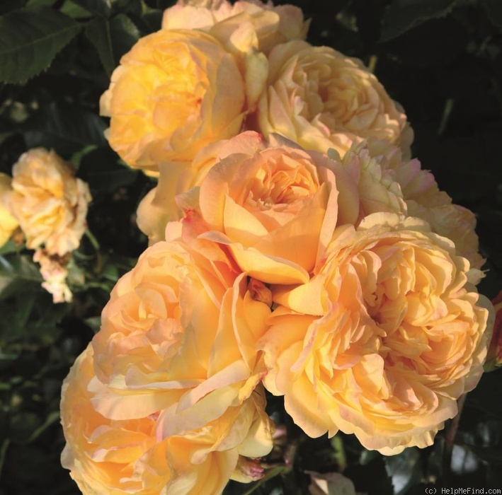 'Lampion ® (floribunda, Evers/Tantau, 2006/12)' rose photo