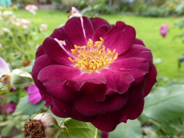 'Royal Celebration' rose photo