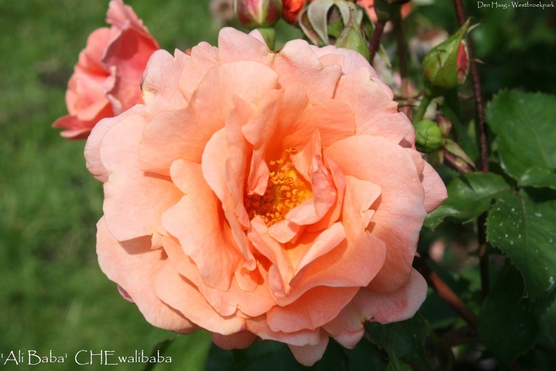 'Ali Baba (climber, Warner, 2006)' rose photo