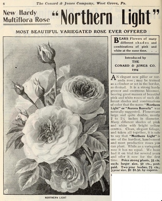 'Northern Light (Wichuraiana, Van Fleet, 1898)' rose photo