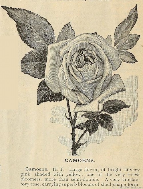 'Camoëns (hybrid tea, Schwartz, 1881)' rose photo