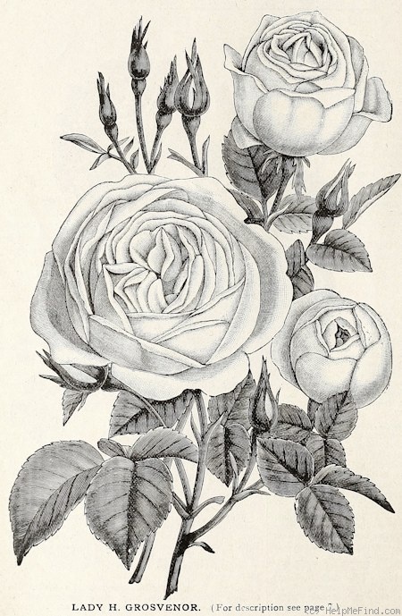 'Lady Henry Grosvenor' rose photo