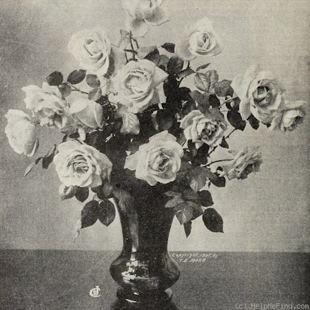 'Helen Gould' rose photo