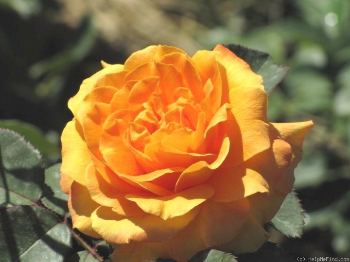'Vavoom ™' rose photo