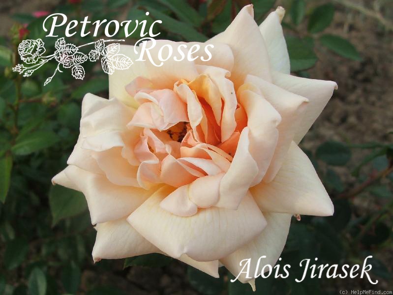'Alois Jirásek' rose photo