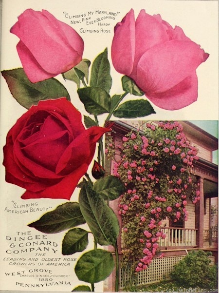 'My Maryland, Cl.' rose photo